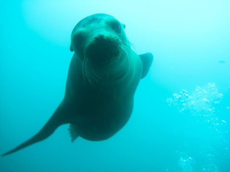 Lion de mer venu me dire bonjour !