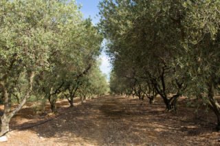 Les Oliviers de Monsieur Olivier