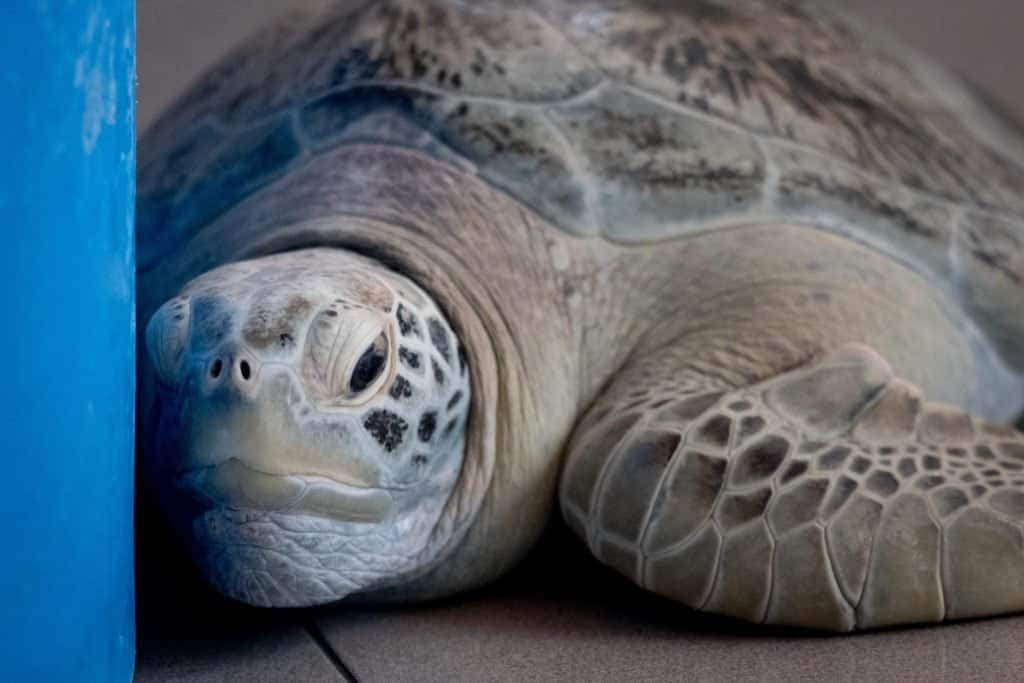 Polynésie, iles, Bora Bora