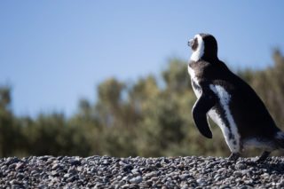 manchot de magellan, patagonie