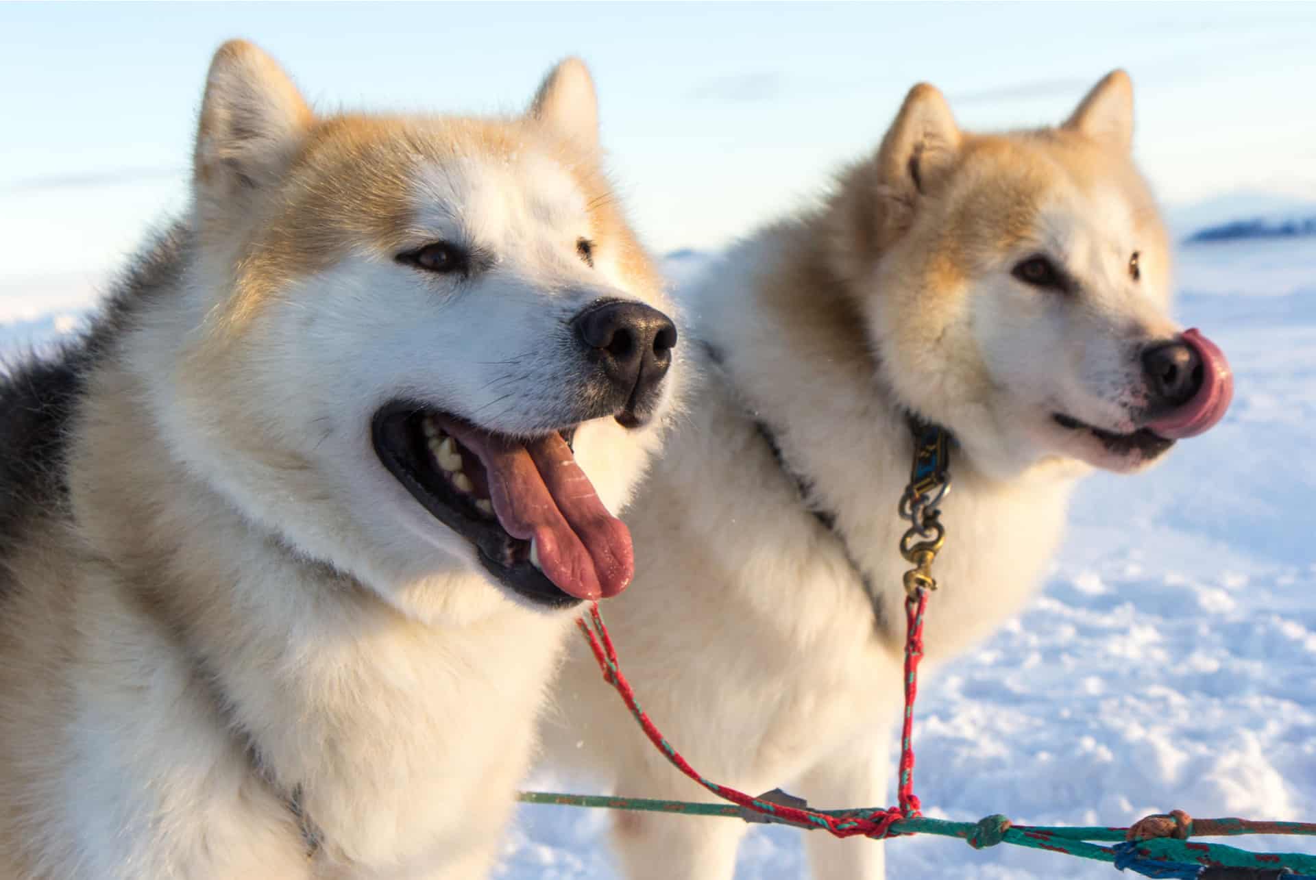 huskies islande
