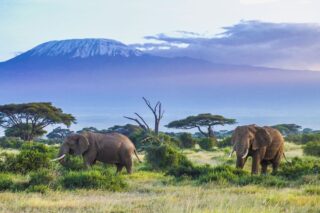 quand partir en tanzanie