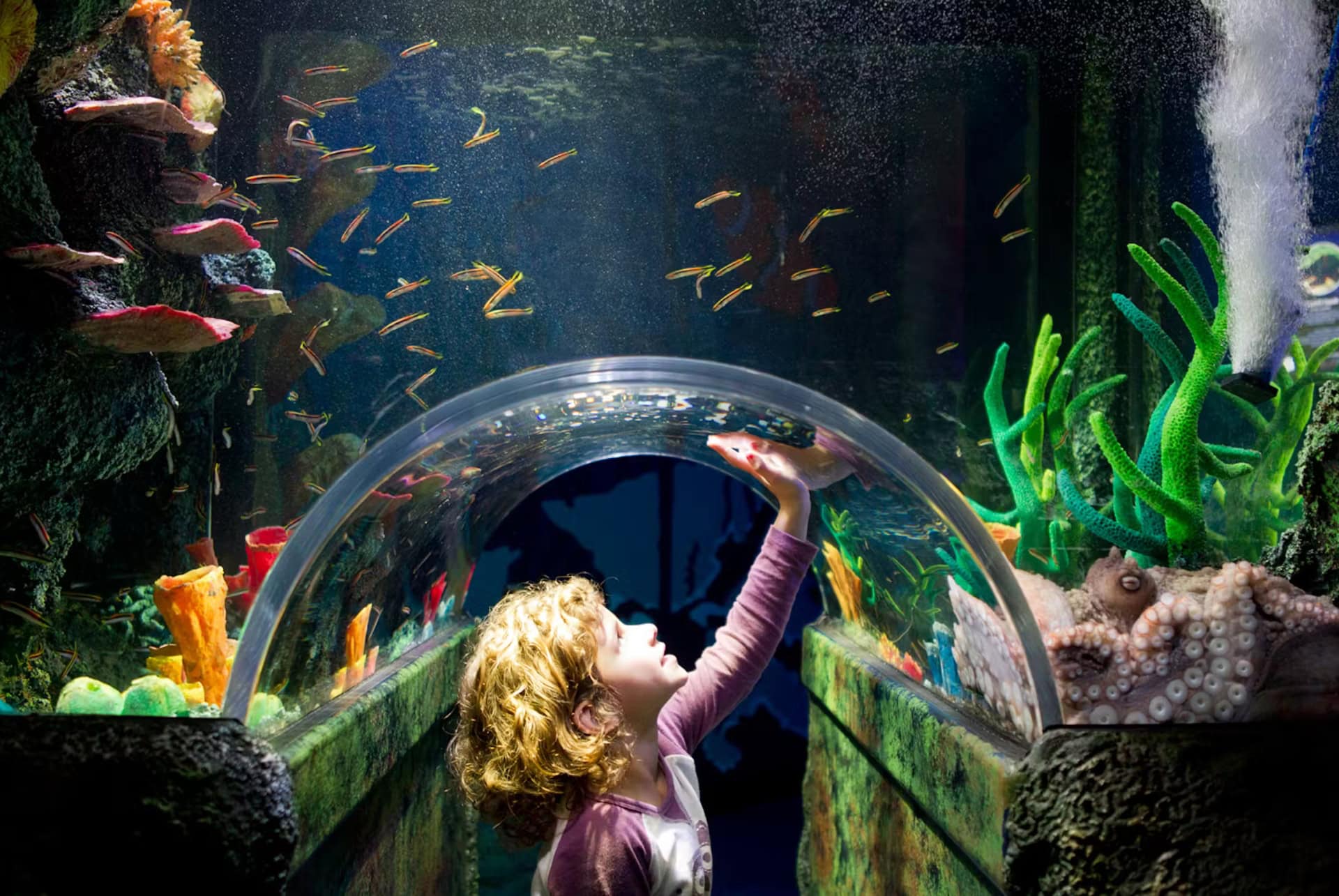 sea life aquarium sydney