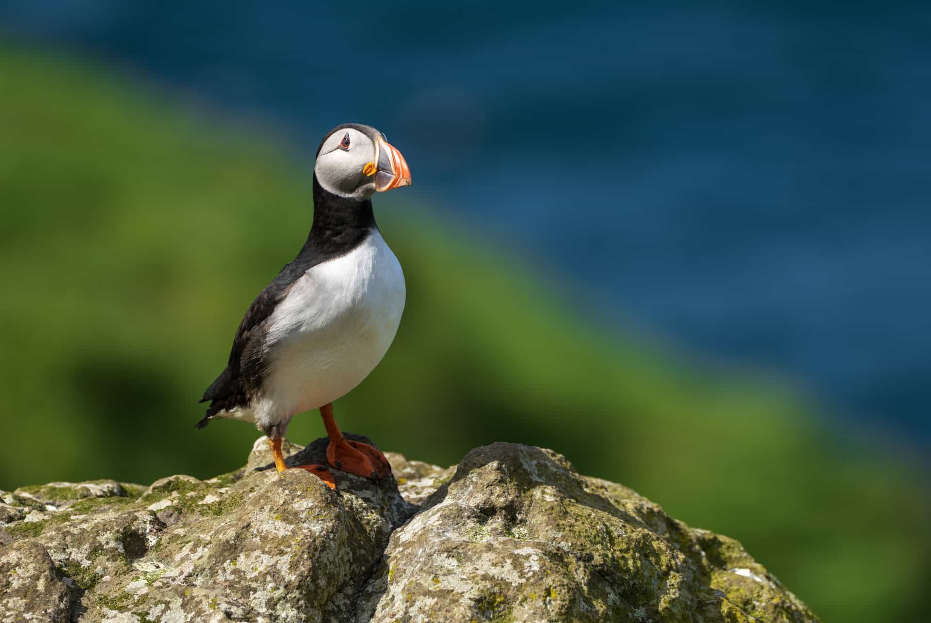 macareux sur ile de staffa
