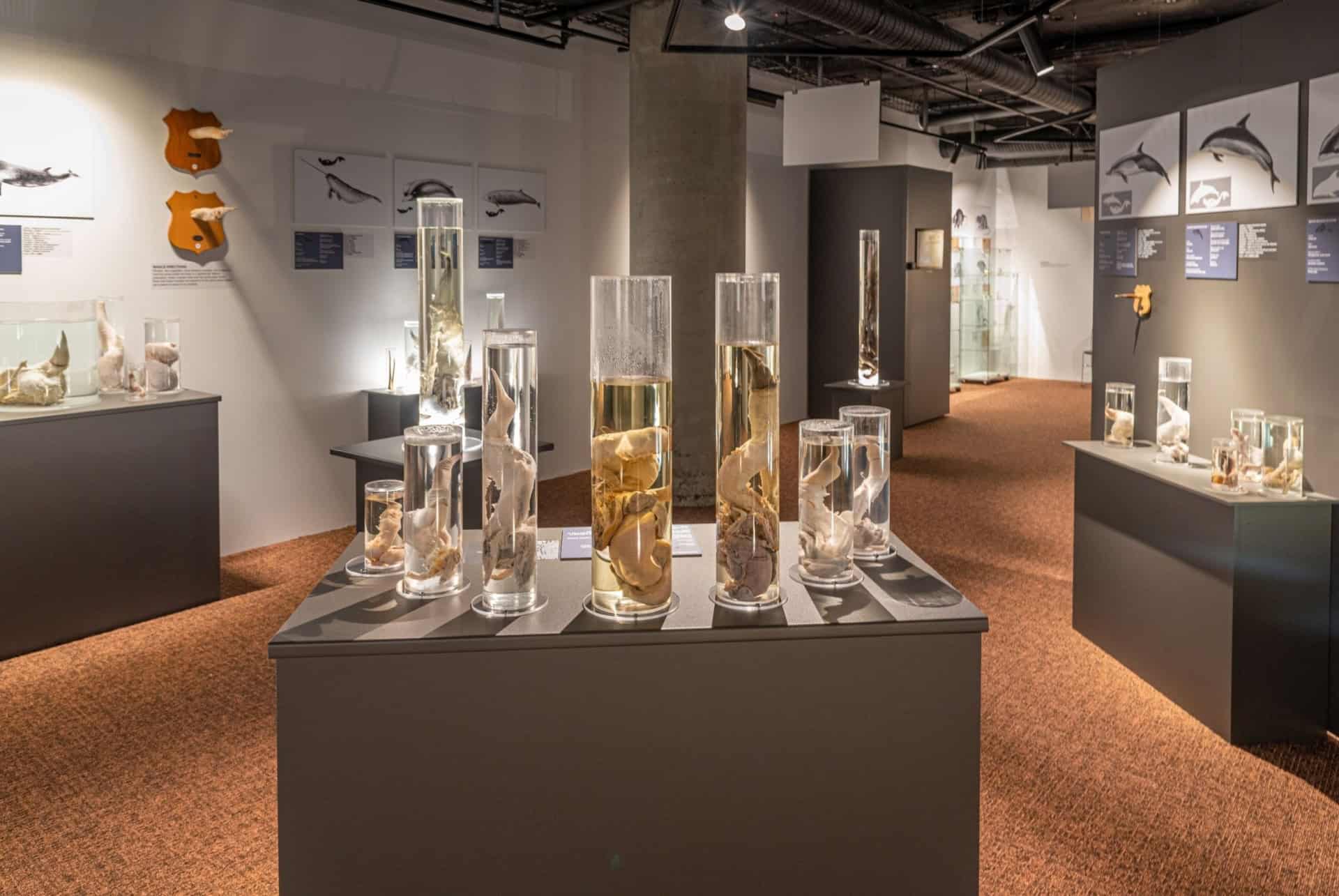 musee phallus islande