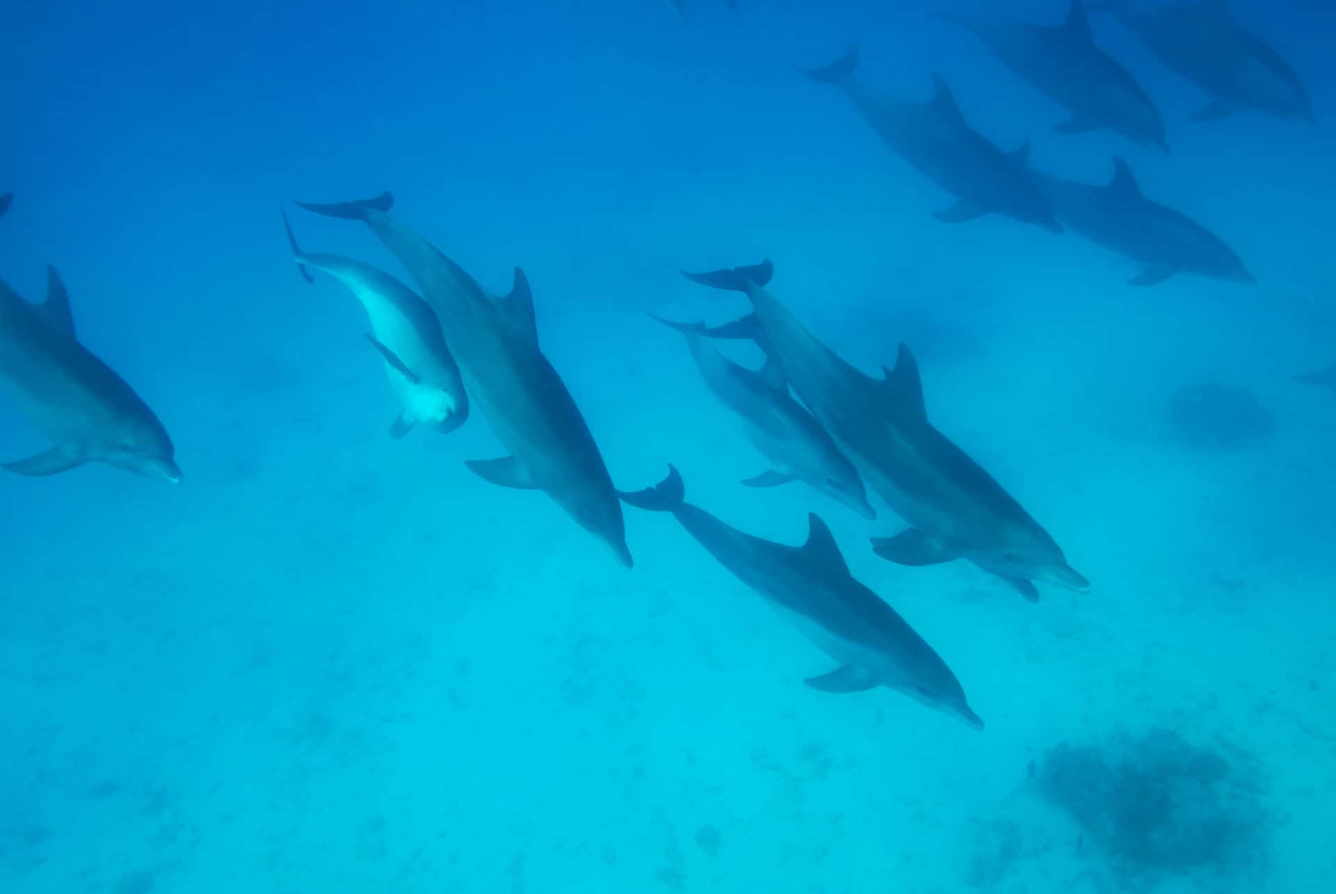 que faire a zanzibar dauphins