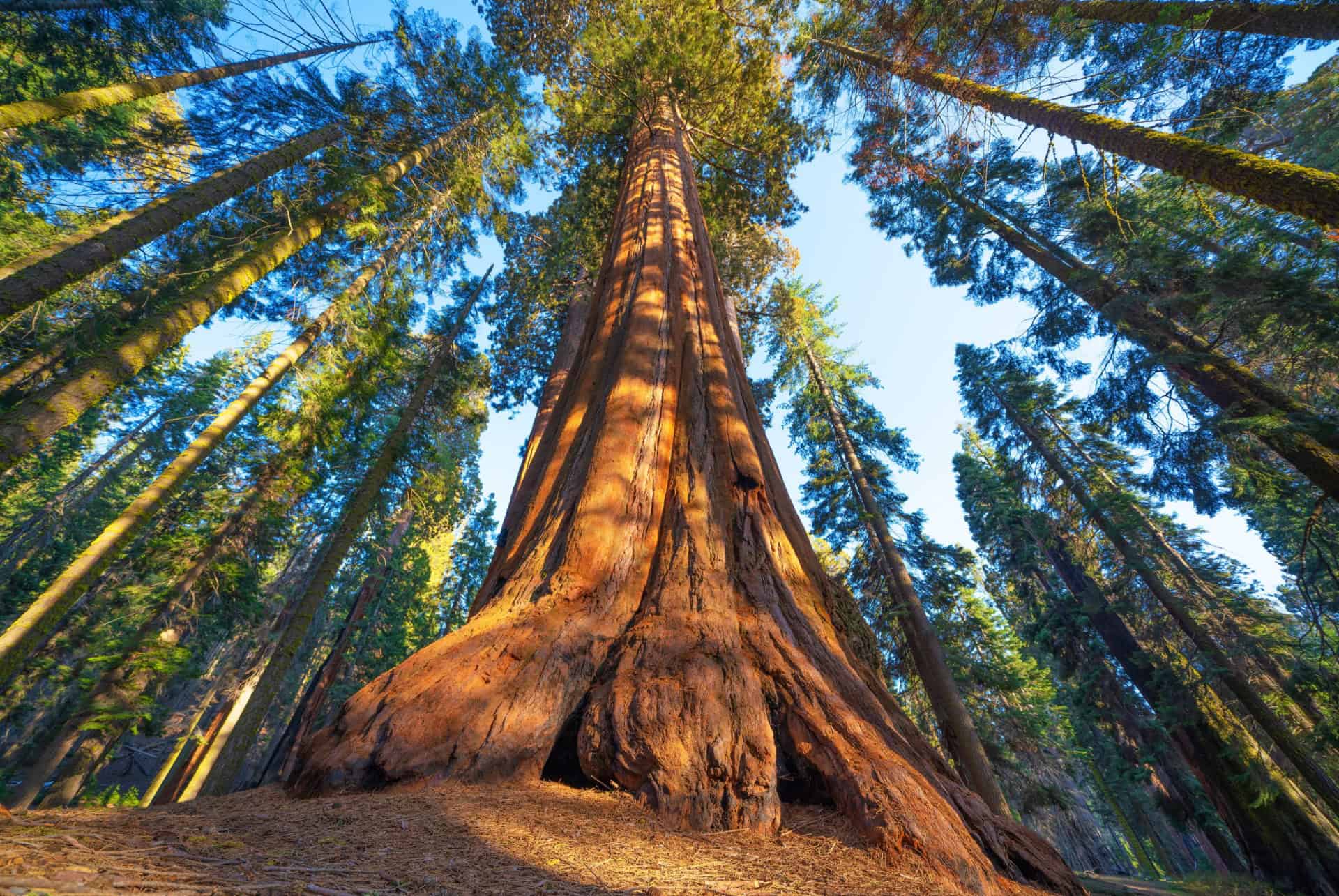 road trip en californie le sequoia park