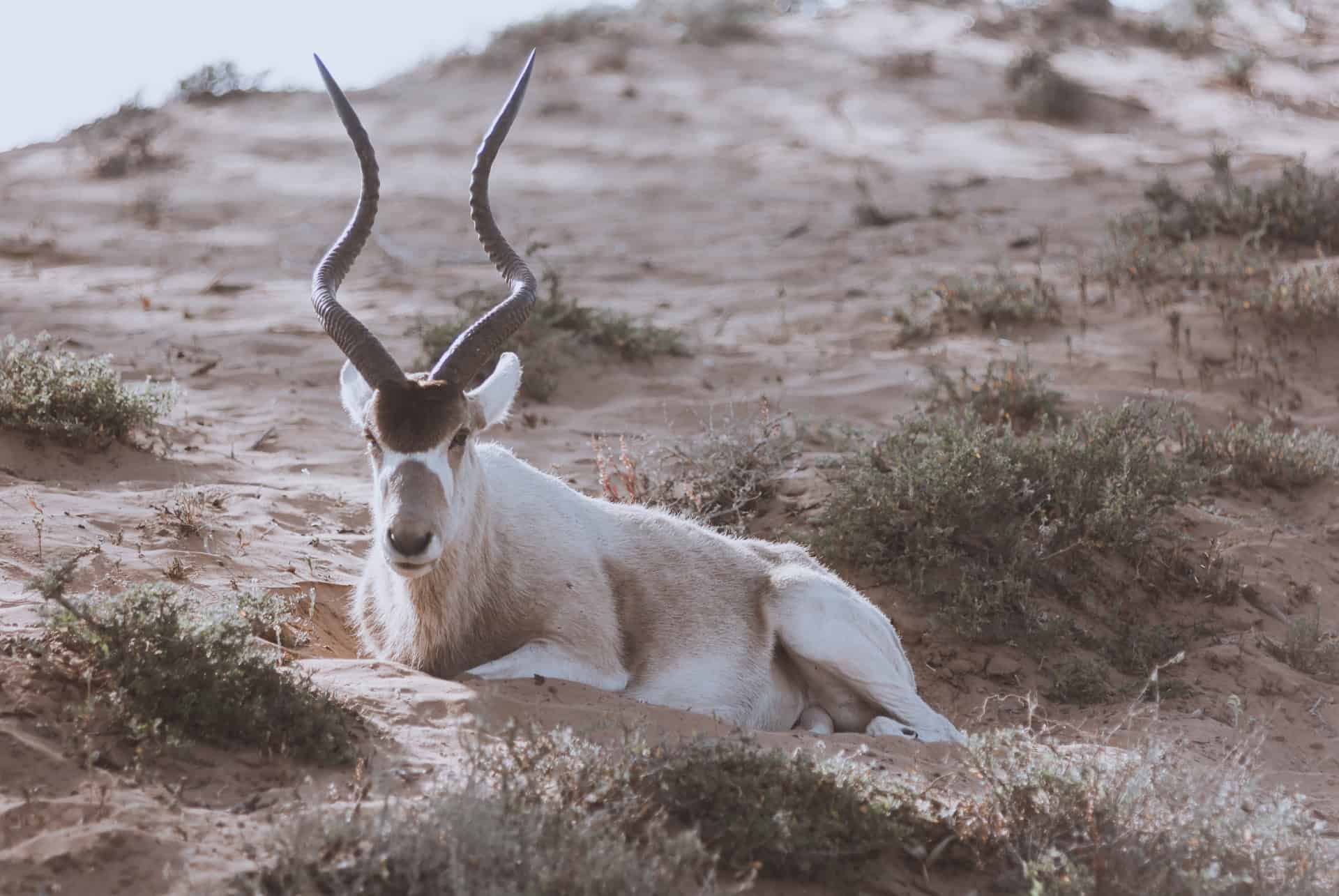 antilope blanche au parc de souss massa