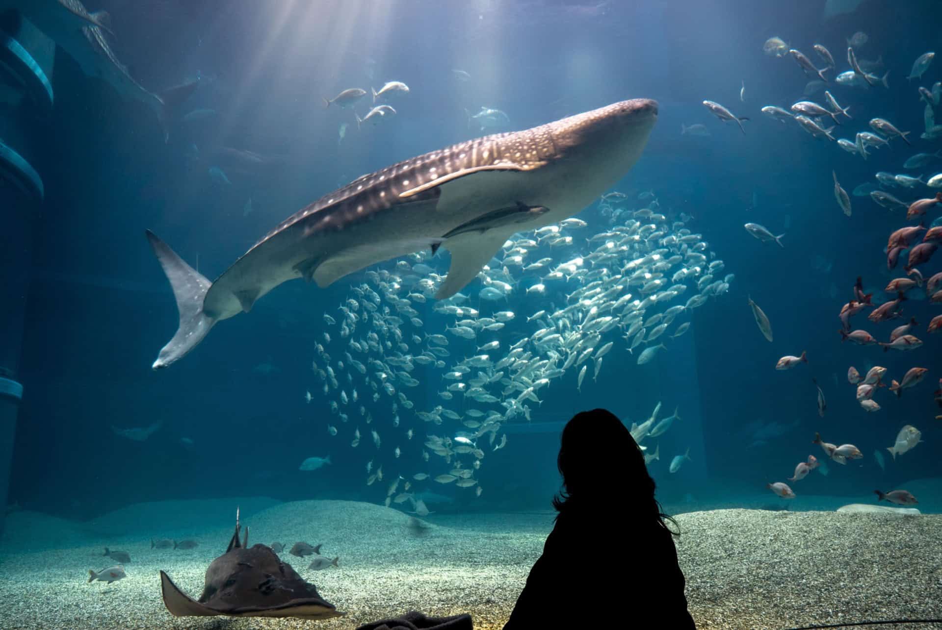 aquarium osaka