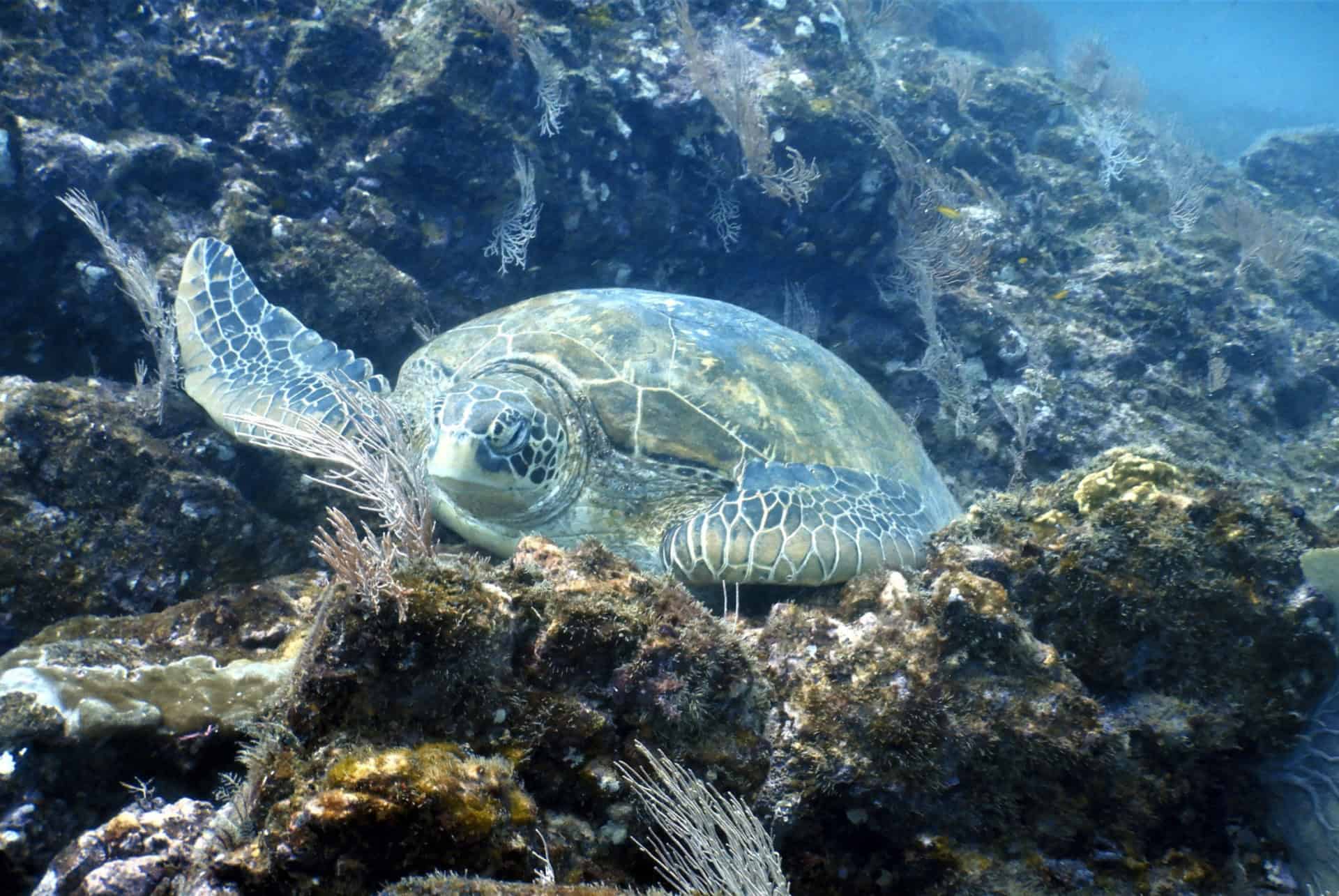 plongee sous marine ile de cano