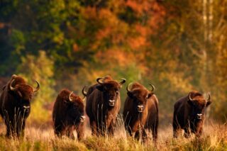 que faire en pologne