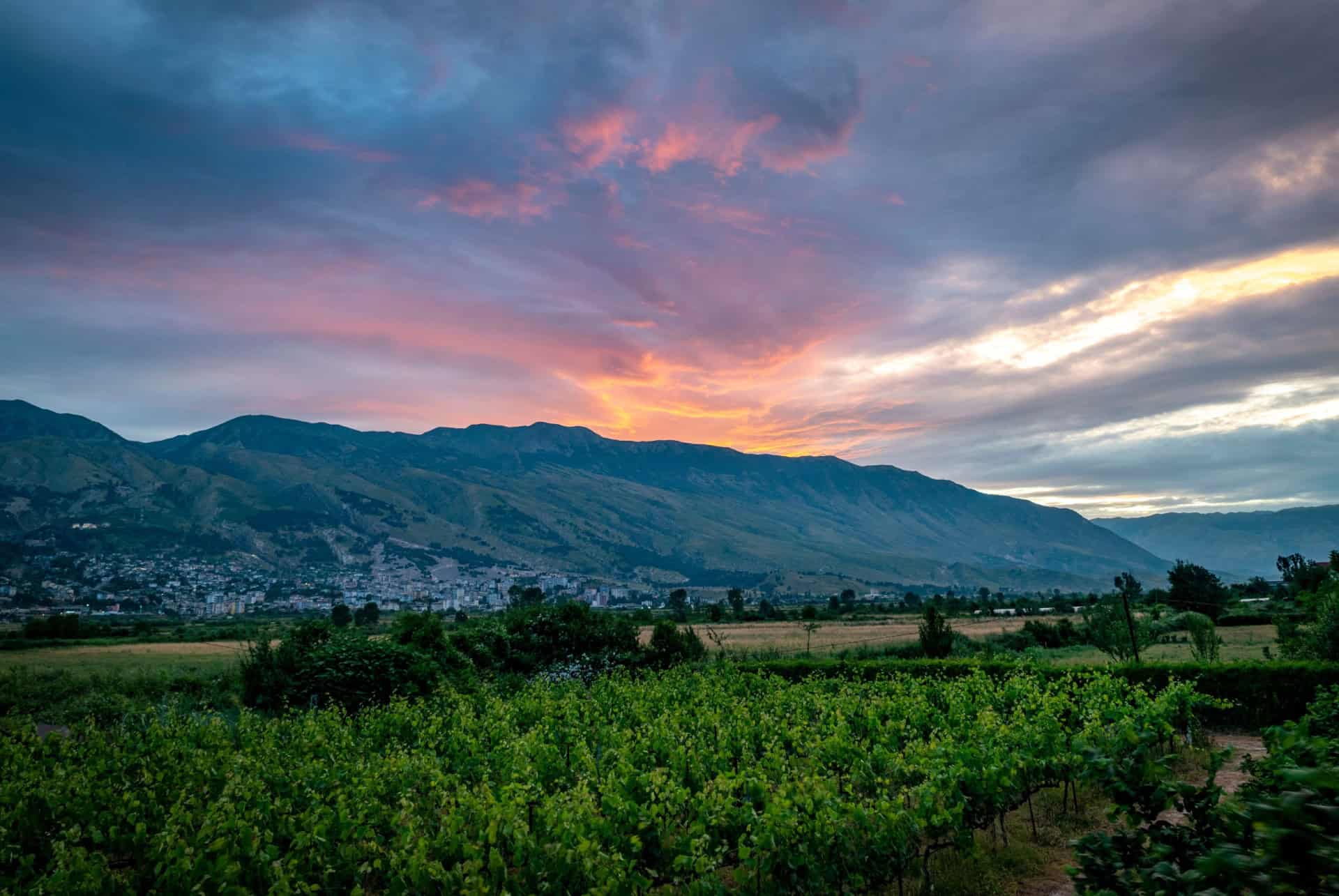 vignobles en automne albanie