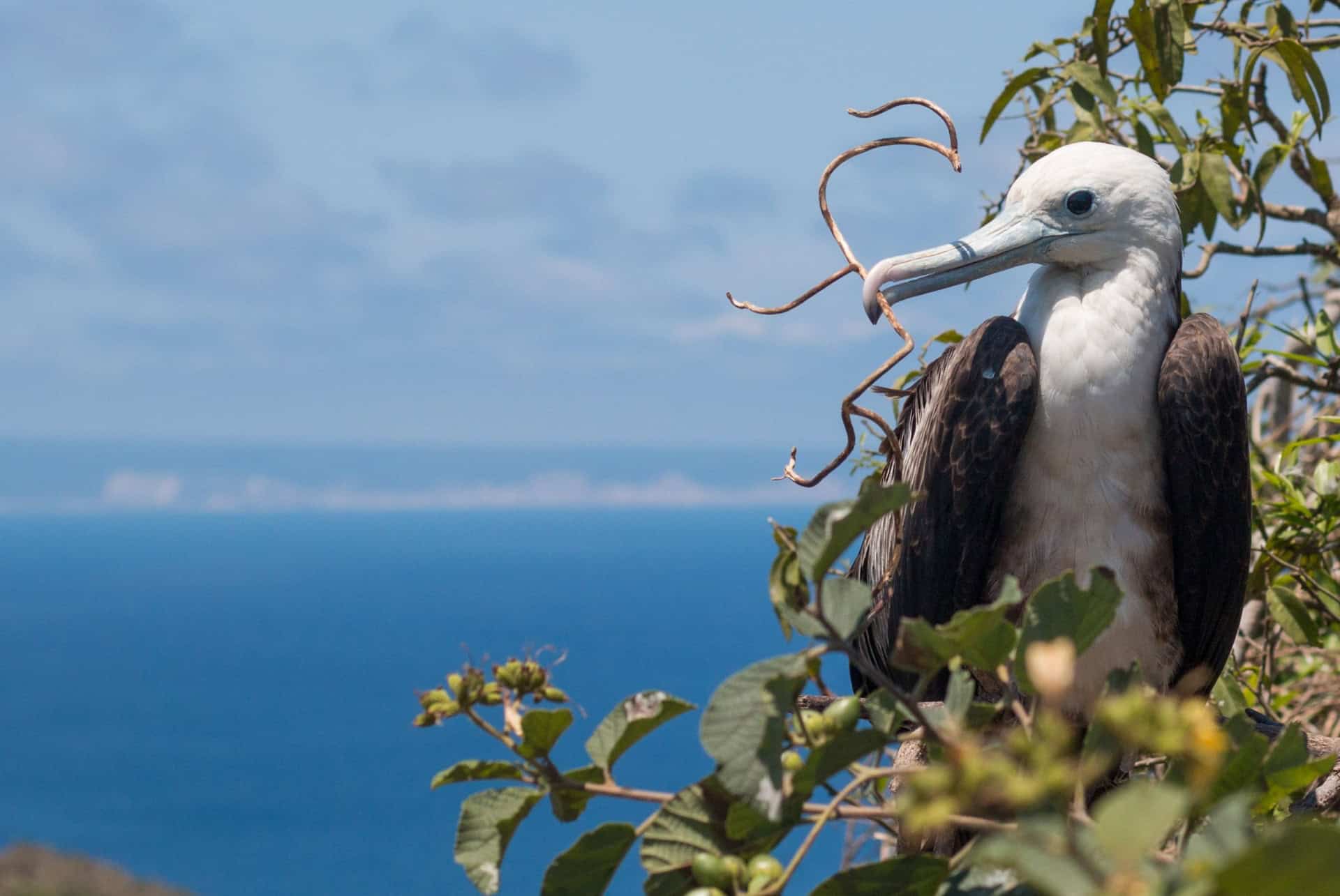 ile de fregate seychelles