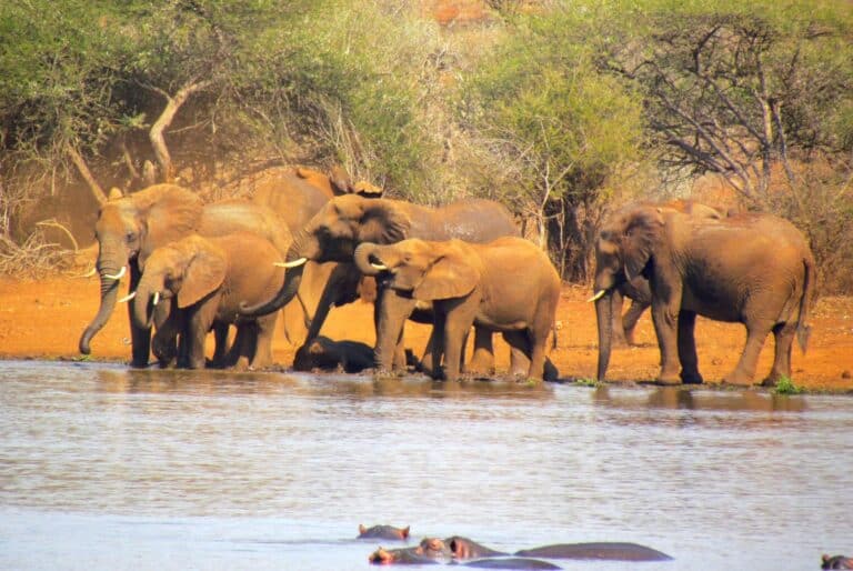 Safari d'une journée au parc Marloth