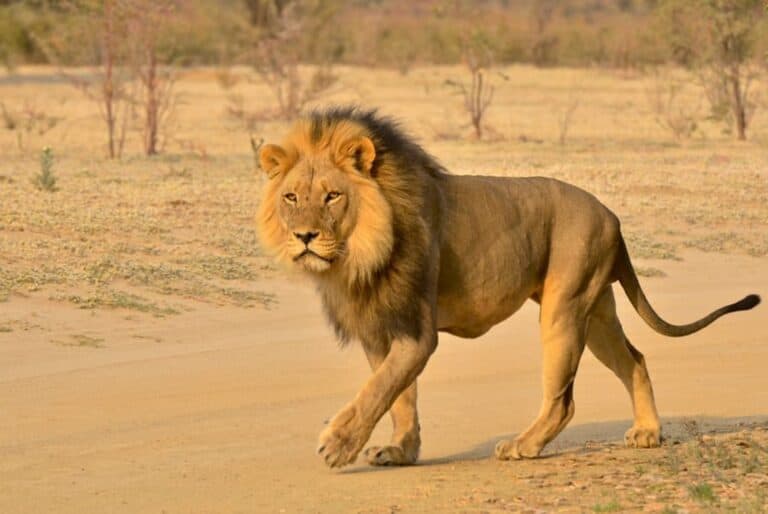 Demi-journée de safari depuis Durban