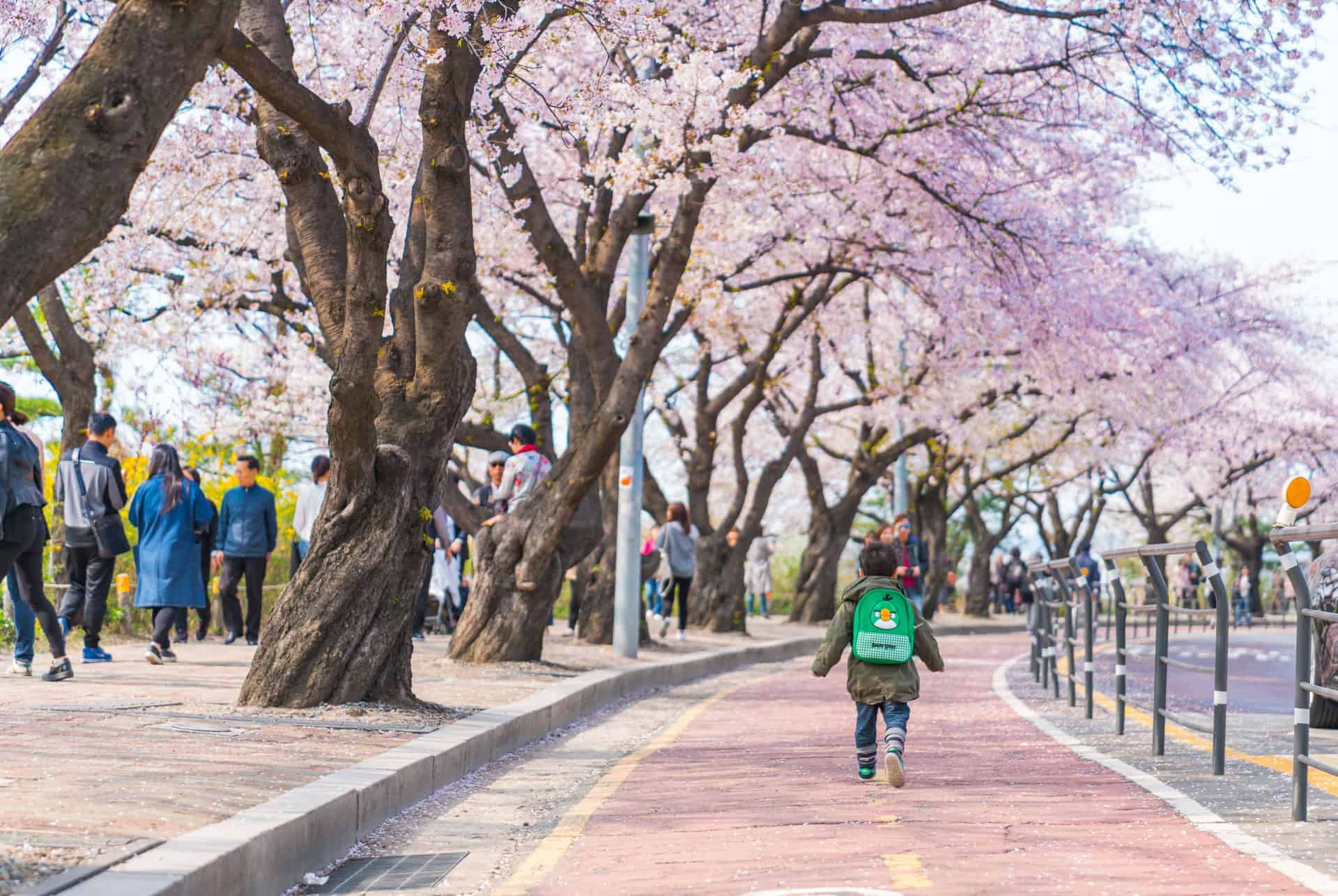 allee de cerisiers en fleurs au parc yeouido a seoul