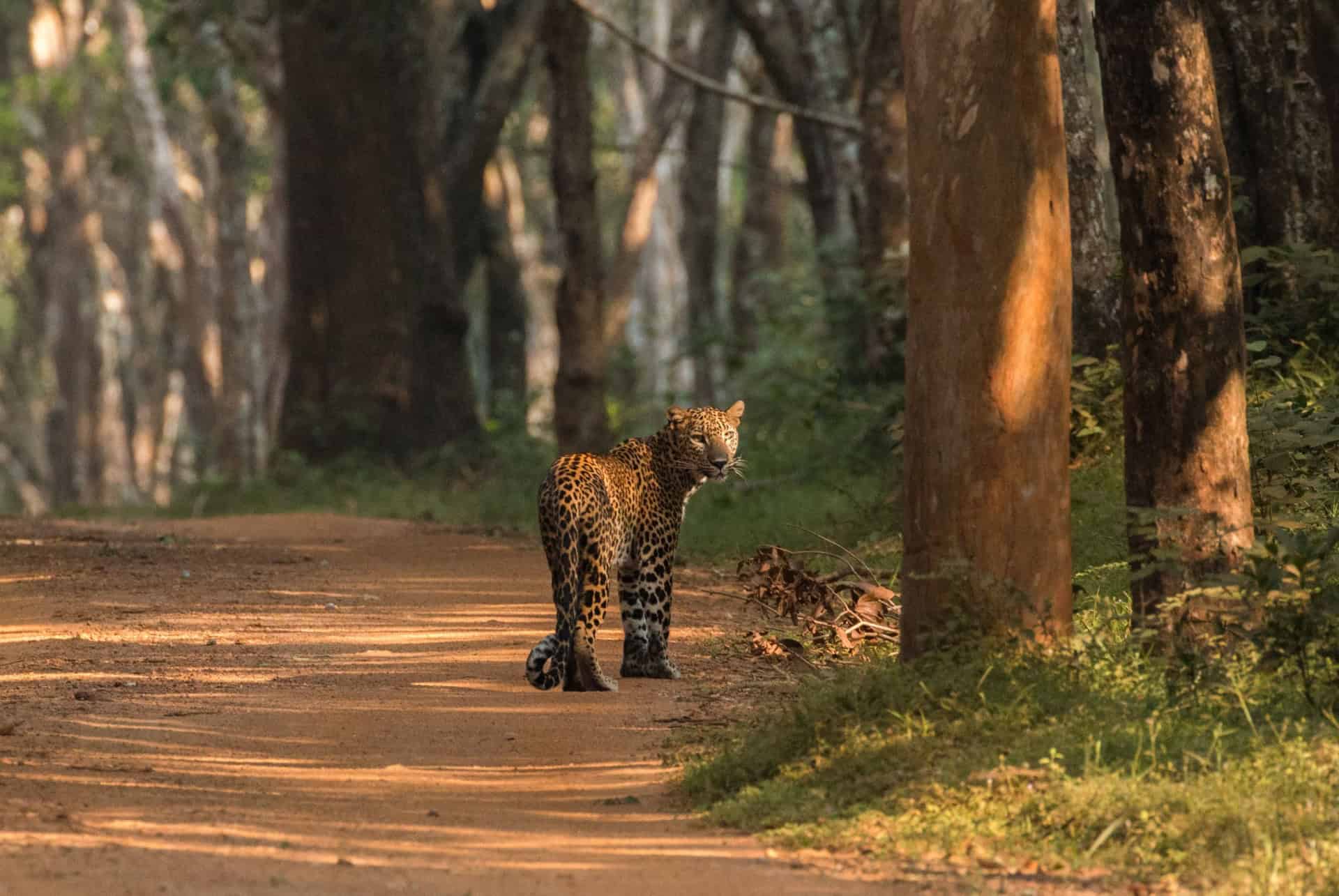 parc national wilpattu sri lanka