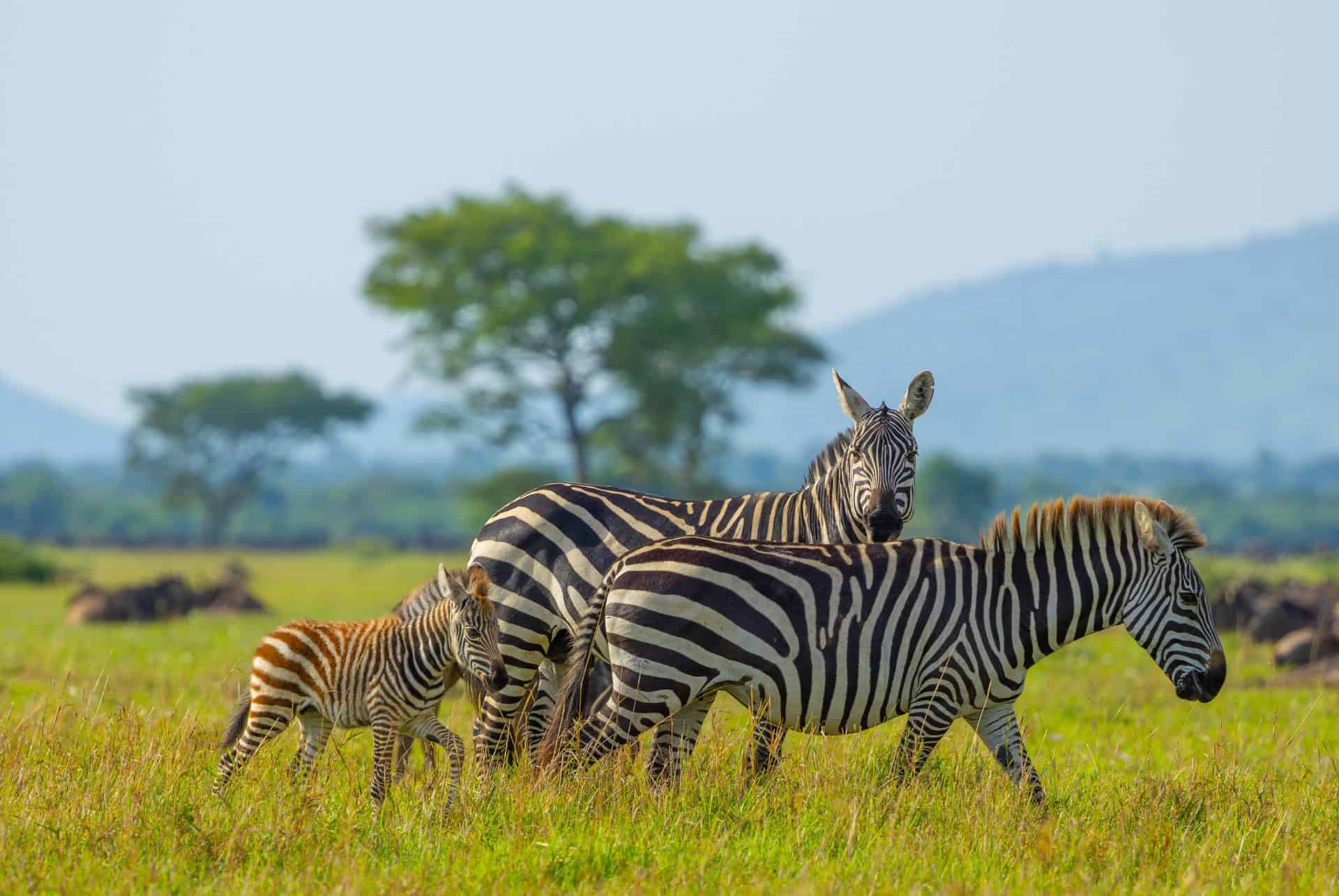 famille de zebres au parc national du serengeti