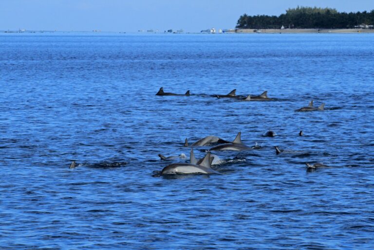 Plongée avec tuba et nage avec les dauphins
