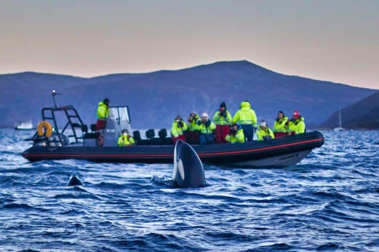 Observation des baleines en bateau à pneumatique rigide
