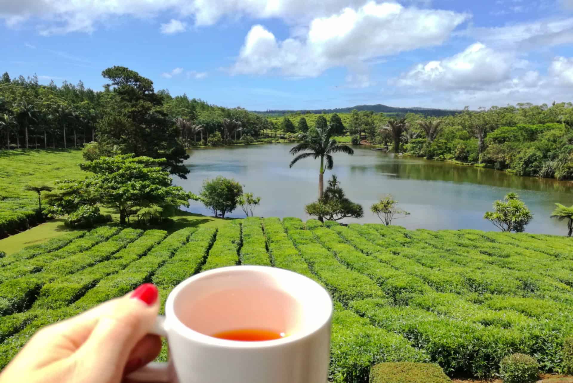 route du the maurice en juin