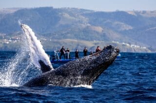 observation des baleines en afrique du sud