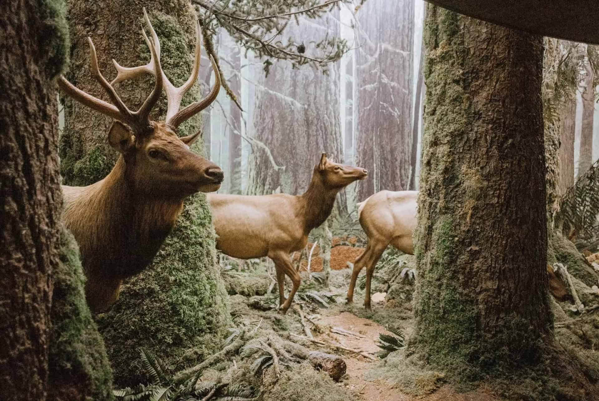 musee royal de la colombie britannique