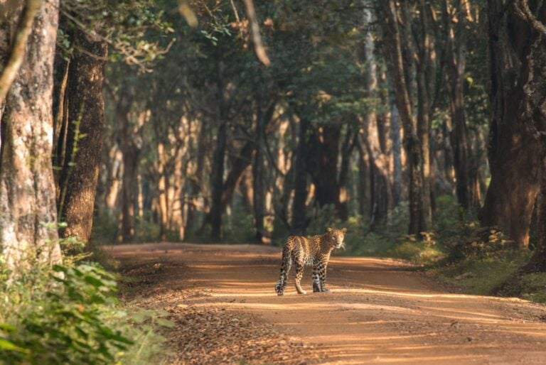 Safari dans le parc national de Yala