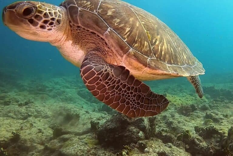 Plongée en apnée avec les poissons dans la baie de Sal Rei