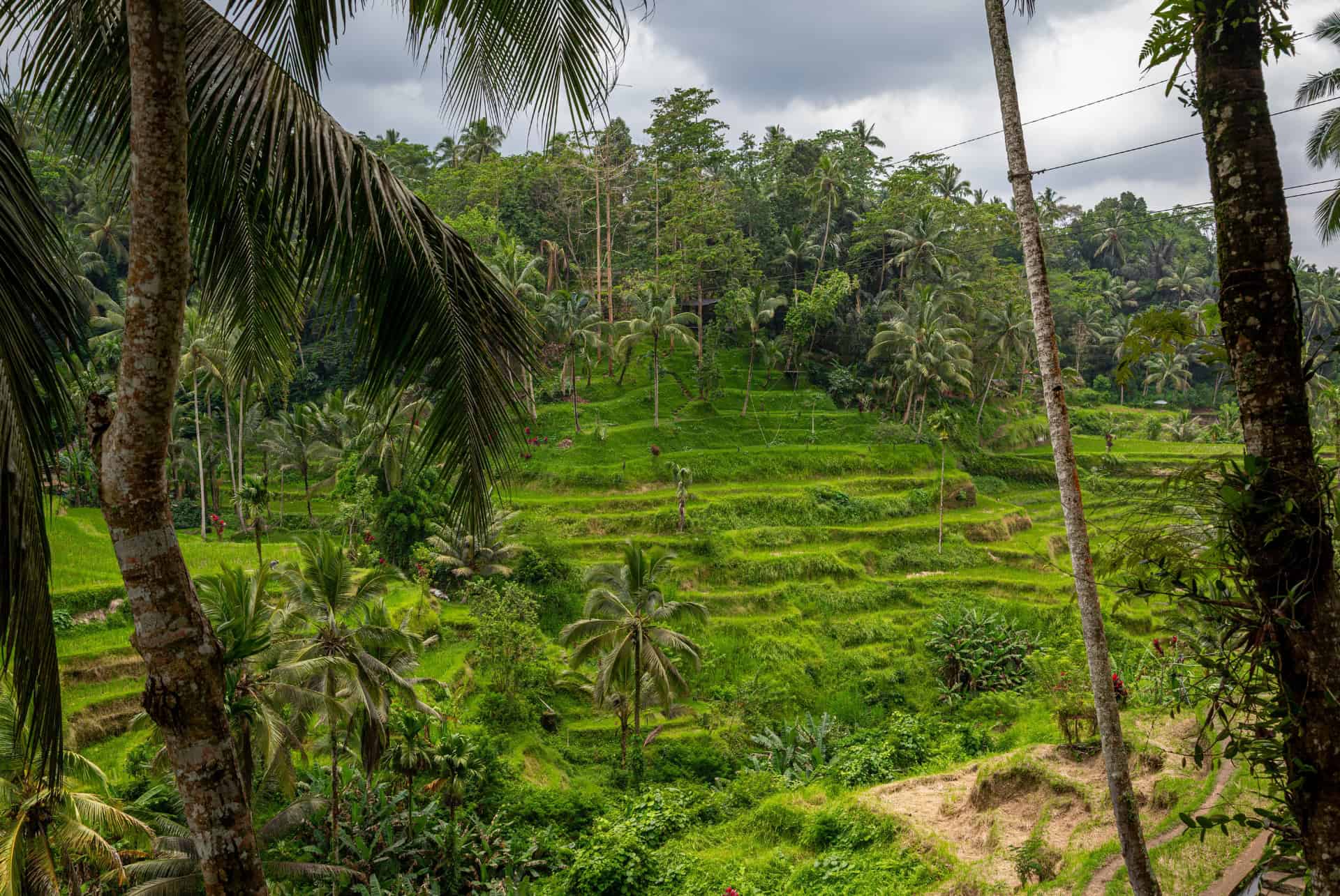rizieres de tegallalang