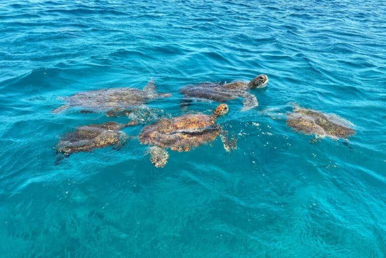 Plongée en apnée avec les tortues de mer à São Vicente