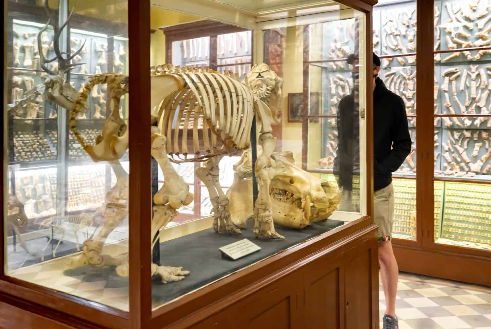 exposition ossements au musee de ghar dalam