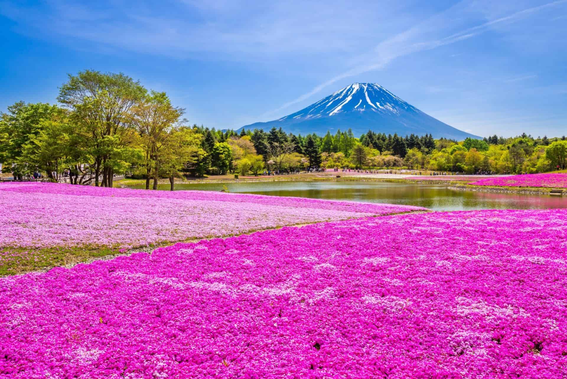 mont fuji shibazakura