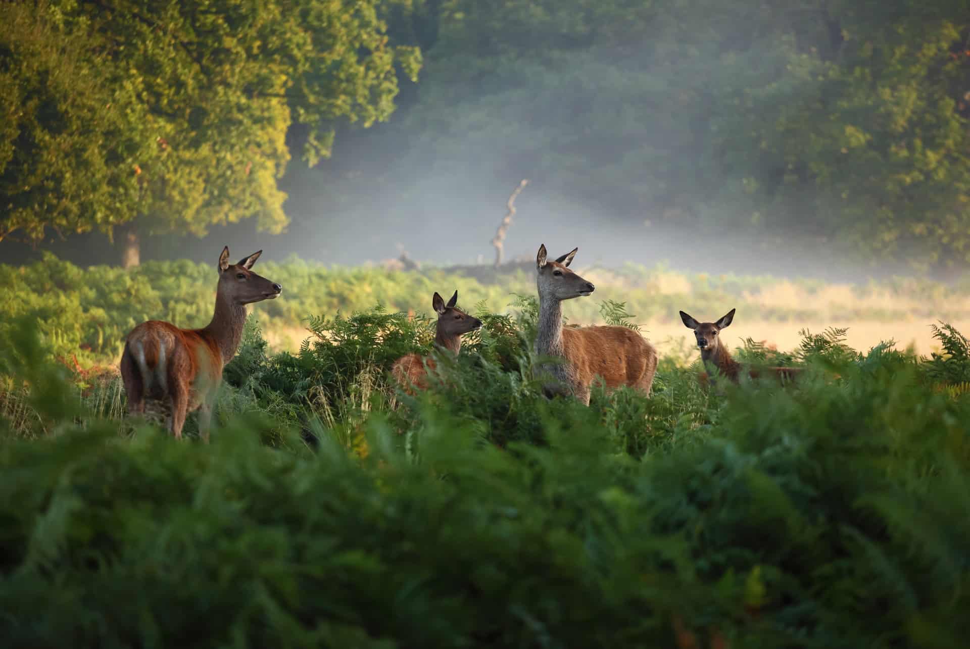 richmond park londres